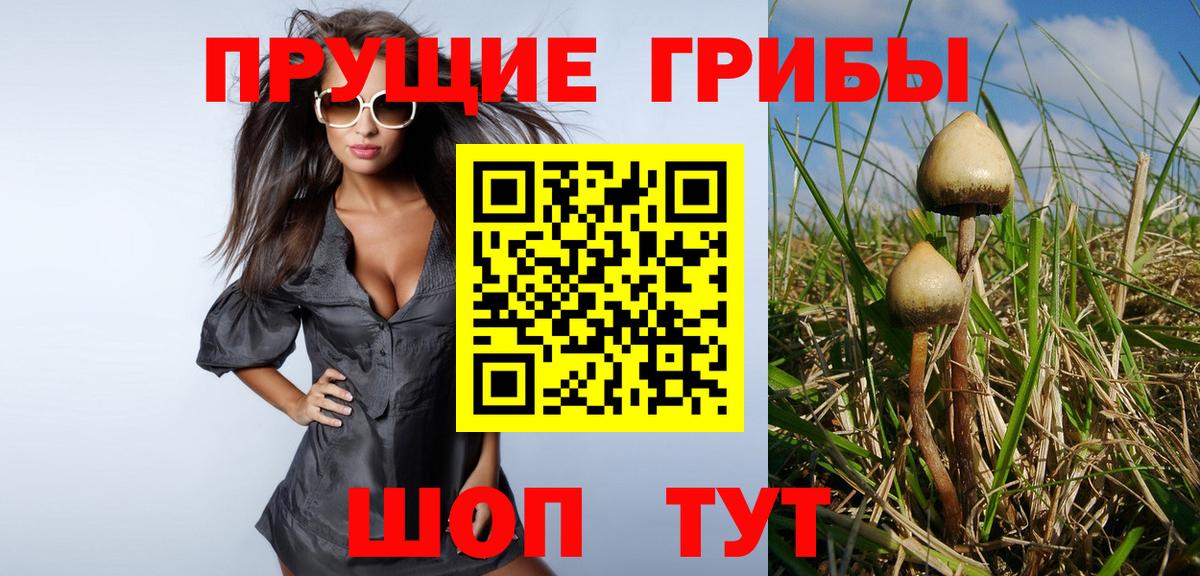 Псилоцибиновые грибы Psilocybine cubensis Северск